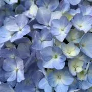 さかーたま