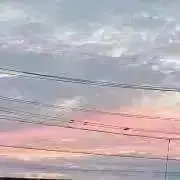 りんの画像
