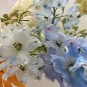 ねこたの画像