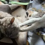 いかにゃんこの画像