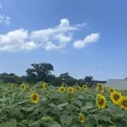 めいよ