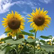 おなかすいたの画像