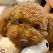 ようこの画像