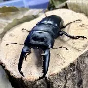ボンジ値下げ交渉OK