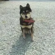 れいれいの画像