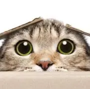 nnnの画像