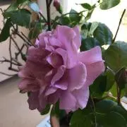 のあんこ