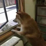 アンディの画像
