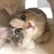 ゔぃーちゃろの画像