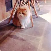 swe@####の画像