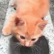 シェリー