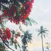 ohana＊