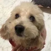 yuppyの画像