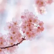そらの画像