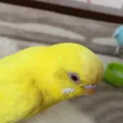 ライタミルティの画像