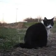 かいでんの画像
