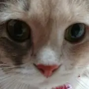 ゆずいちご