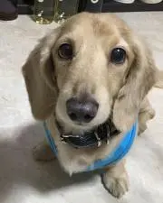 iyの画像