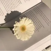 tipiの画像