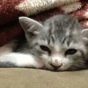 ねこの画像