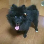 みるくの画像