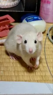 白マルの画像