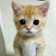にゃんにゃん☆
