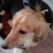 りくの画像