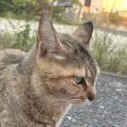 あかねの画像