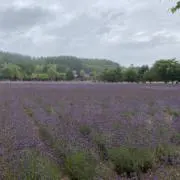 Sの画像