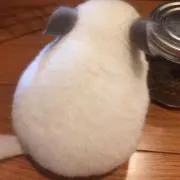 あやか(๑˃̵ᴗ˂̵)の画像