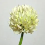 kanorihaの画像