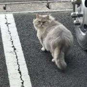 こたさんの画像