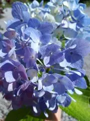 blueroseの画像