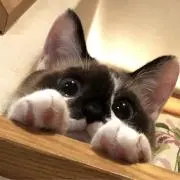 猫の手の画像