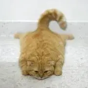 猫好きの画像