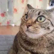 ふーたんの画像