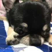よっち