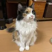 くっしーの画像