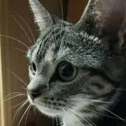 マル