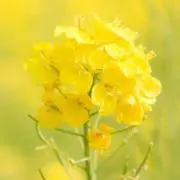 菜の花の画像