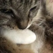 ナチュ