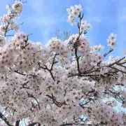 MAKIの画像