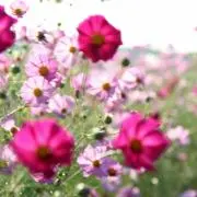 凪の画像