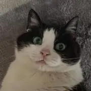 はちわれの画像
