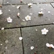 音々の画像