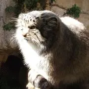 takoponmer