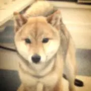 しばしばしば