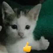 ざい ぶ