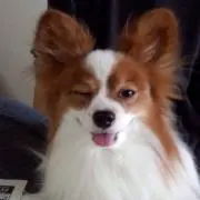 ゆずの画像